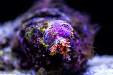 Colorful coral in deep ocean.