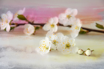 Fototapeta na wymiar small delicate spring apple blossom on a smooth white background
