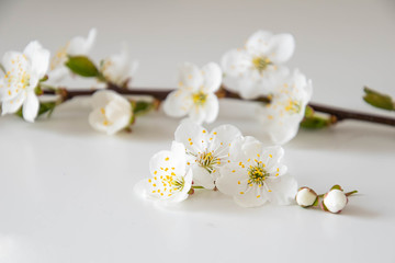 small delicate spring apple blossom on a smooth white background
