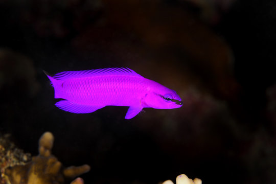Pseudochromis fridmani EG-17