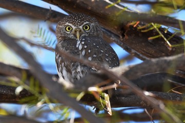 Perlkauz (Glaucidium perlatum) im Kgalagadi-Transfrontier-Nationalpark in Südafrika