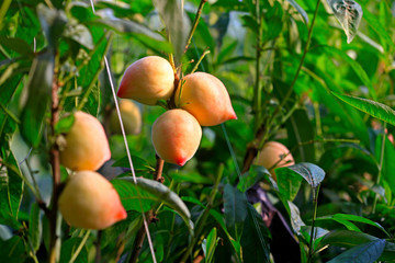 Ripe peaches, on the fruit trees