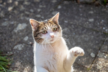 Naklejka na ściany i meble Cat stands on the hind legs and waves his paw and looks into the camera