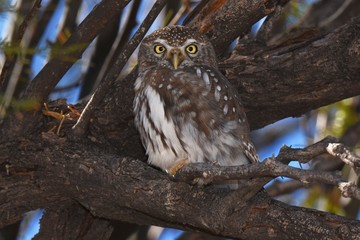 Perlkauz (Glaucidium perlatum) im Kgalagadi-Transfrontier-Nationalpark in Südafrika