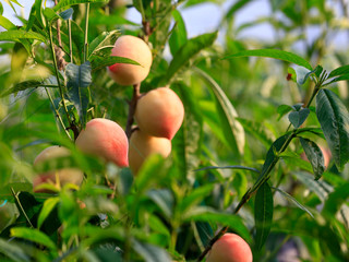 Ripe peaches, on the fruit trees