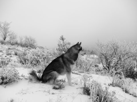 Siberian Husky sitting on a snowy mountain against a background of trees and sky. Side view. Winter landscape. Black and white photo