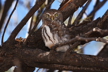 Perlkauz (Glaucidium perlatum) im Kgalagadi-Transfrontier-Nationalpark in Südafrika