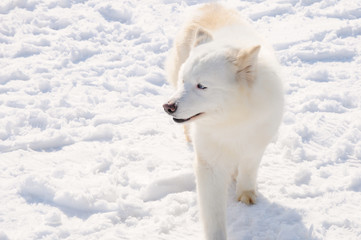 White dog Husky in the Russian snowy landscape on a sunny day