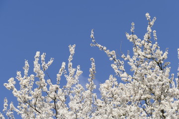 Weisse Kirschblüten auf  Baumzweigen