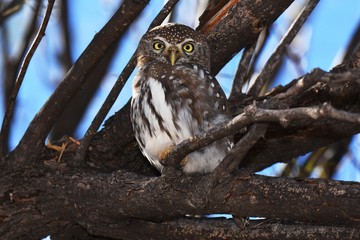 Perlkauz (Glaucidium perlatum) im Kgalagadi-Transfrontier-Nationalpark in Südafrika