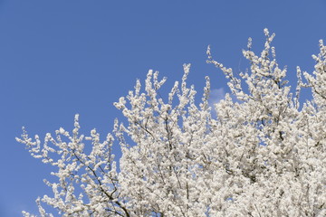 Weisse Kirschblüten auf  Baumzweigen