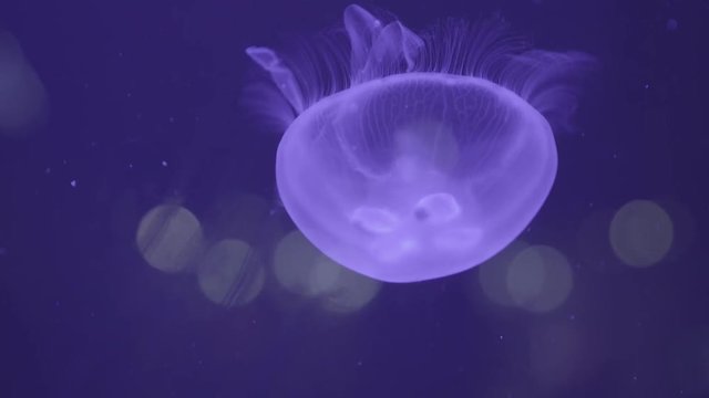 Jellyfish with Colours