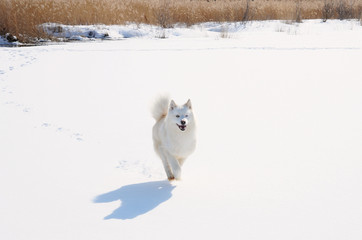 Husky dog in the Russian snowy landscape on a sunny day