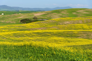 Beautiful farmland rural landscape, colorful spring flowers in Tuscany, Italy.