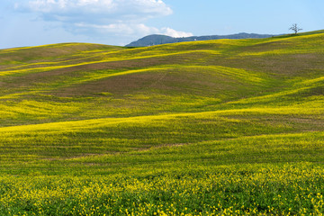 Beautiful farmland rural landscape, colorful spring flowers in Tuscany, Italy.