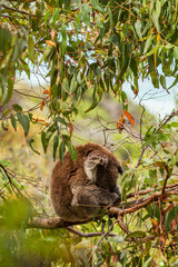 Fototapeta premium Sleepy koala sitting high above in gumtree.