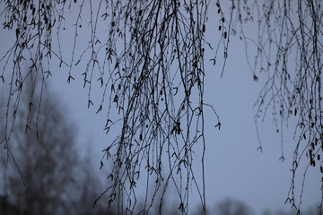 branches of tree in winter