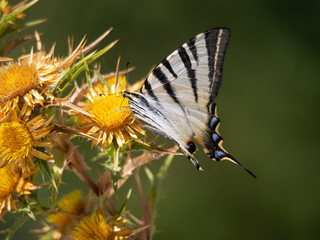 Scarce swallowtail - Iphiclides podalirius on thistle, Lefkada, Greece