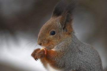 squirrel eating a nut - 257659048