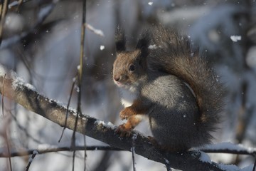 squirrel eating nut - 257659491