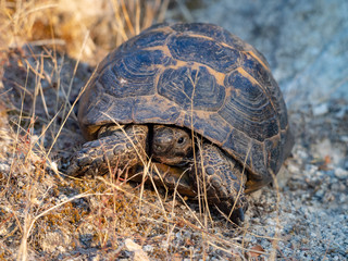 Common tortoise (Testudo graeca) on Lesbos island, Greece