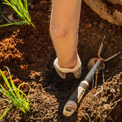 Planting Aromatic Plants in the Vegetable Garden