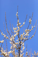 Early blooming White plum blossoms