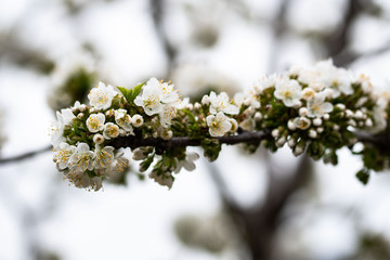 white flowers of cherry tree in spring