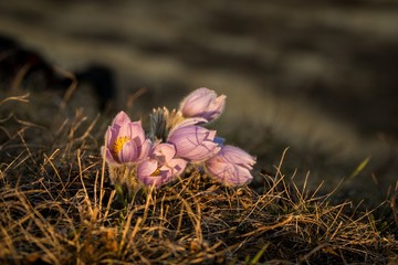 Pulsatilla Grandis on a meadow in the afternoon sunshine.