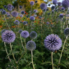 Purple Flowering Echinops Globe Thistle Plant