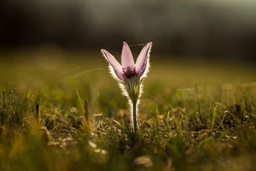 Pulsatilla Grandis on a meadow in the afternoon sunshine.