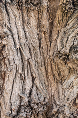 Obraz premium Texture of Very Old Willow Tree