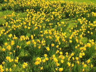 Fototapeta premium 春の江戸川河川敷に咲くラッパスイセン