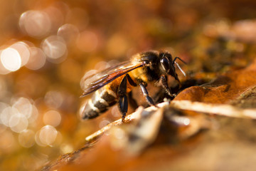 Close up of giant honey bee (Apis dorsata) drinking water in the summer, side view.