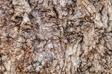 Texture of Very Old Willow Tree