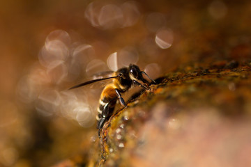 Close up of giant honey bee (Apis dorsata) drinking water in the summer, side view.