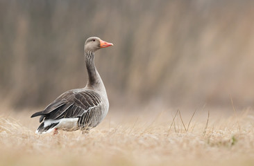 Greylag goose (Anser anser)