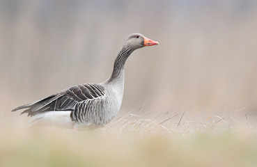 Greylag goose (Anser anser) © Piotr Krzeslak