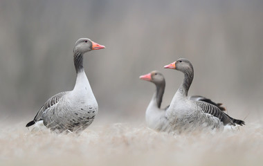 Greylag goose (Anser anser) © Piotr Krzeslak