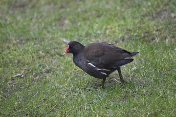 moorhen