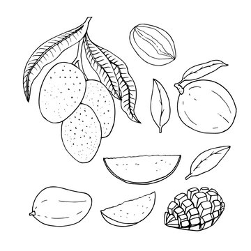Linear set of mango. Vector line drawing