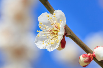 Early blooming White plum blossoms