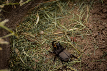 Close up view of a rhino beetle walking on the grass