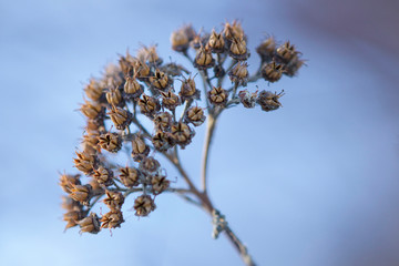 Wilted and dry flowers in springtime, close up