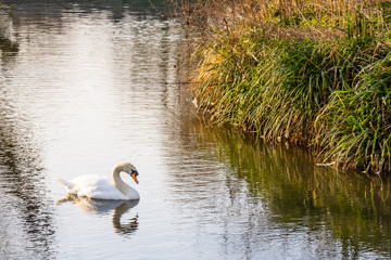 A mute swan (Cygnus olor) on open water with just small section of river bank