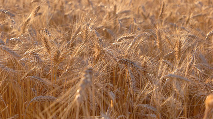 Field under sunlight. Ears move in the wind. Rich crop of barley. It's time to return home.
