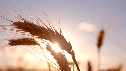 Spikelets on bright sun background. Stems moving in the wind. In peace and quiet. Best is yet to...