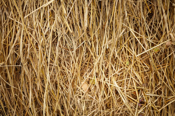 Hay background as a front view of a bale of hay as an agriculture farm and farming symbol of harvest time with dried grass straw as a tied haystack.