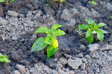 Sweet pepper growing in the greenhouse. Closeup view of young paprika sprouts in the soil.	