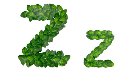 Letter Z, English alphabet, made of green spring leaves. Isolated on white background. Concept: design, logo, word, text, title